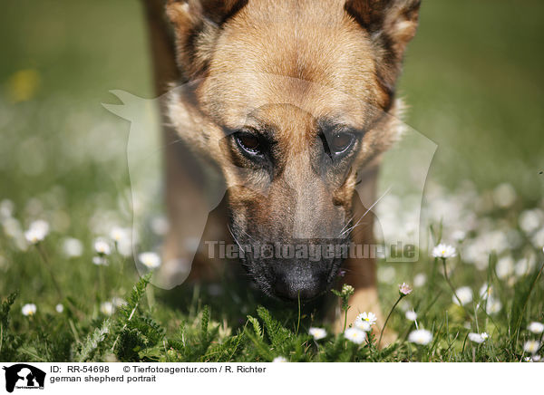 german shepherd portrait / RR-54698