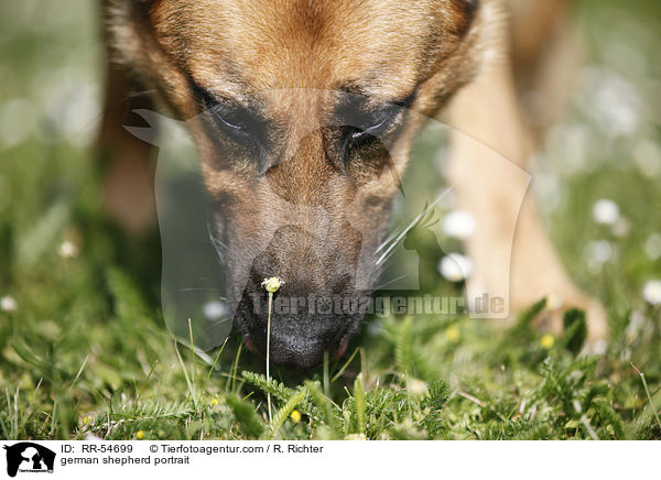 german shepherd portrait / RR-54699