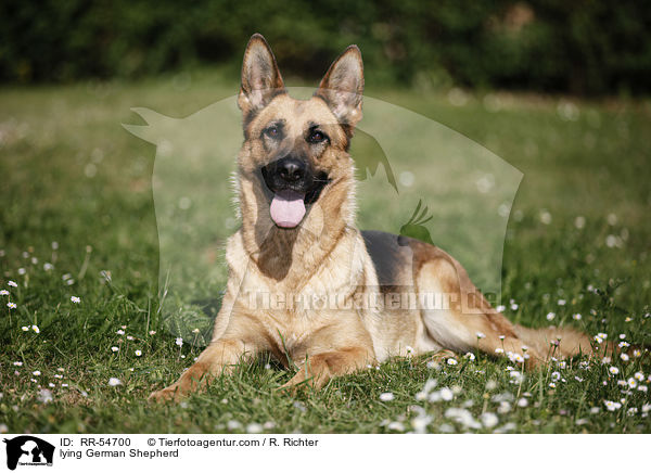 lying German Shepherd / RR-54700
