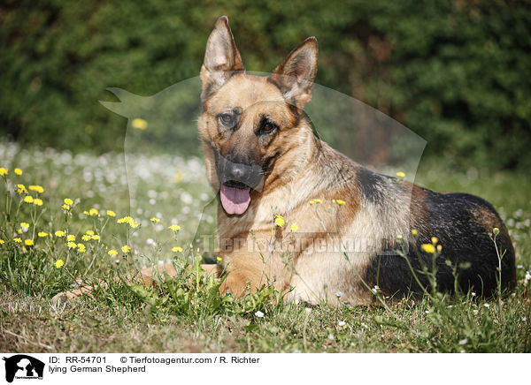 lying German Shepherd / RR-54701