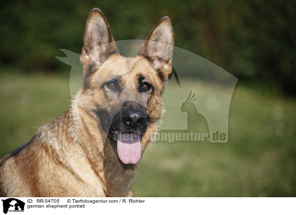 german shepherd portrait / RR-54705