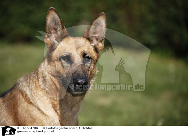 german shepherd portrait / RR-54706