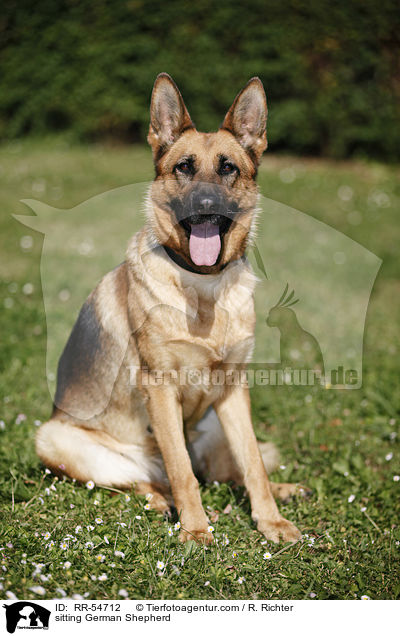 sitting German Shepherd / RR-54712
