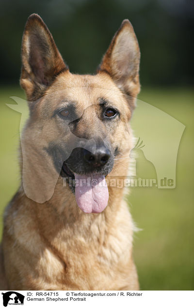 German Shepherd Portrait / RR-54715