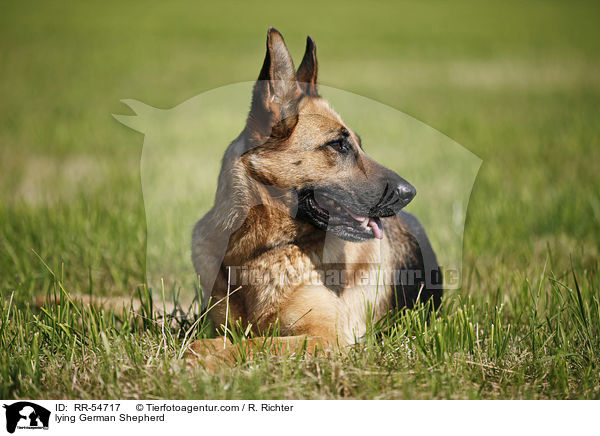 lying German Shepherd / RR-54717