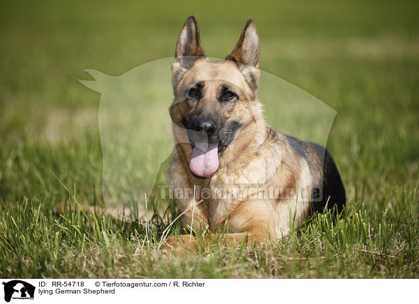 lying German Shepherd / RR-54718
