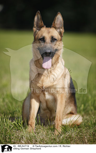 sitting German Shepherd / RR-54719