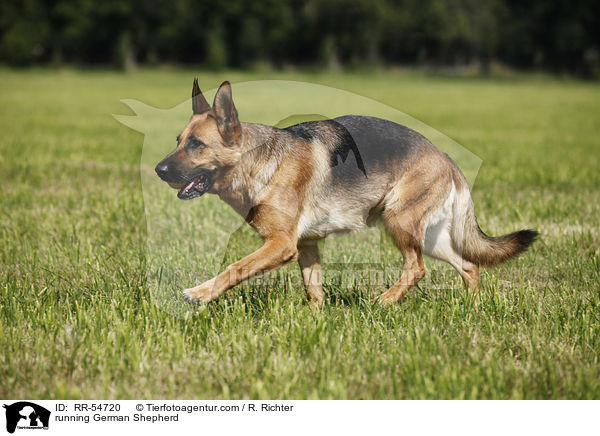 running German Shepherd / RR-54720