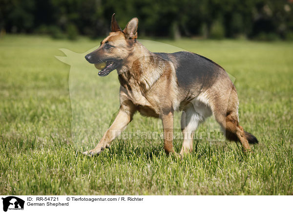 German Shepherd / RR-54721