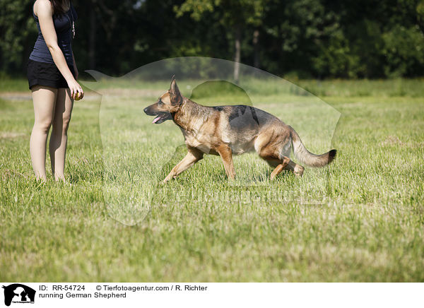 running German Shepherd / RR-54724