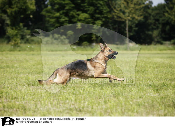 running German Shepherd / RR-54725