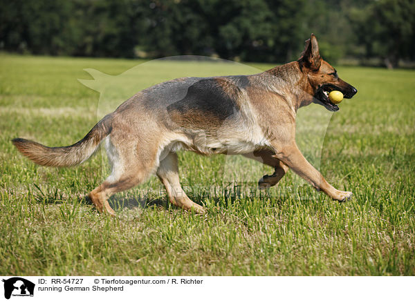 running German Shepherd / RR-54727