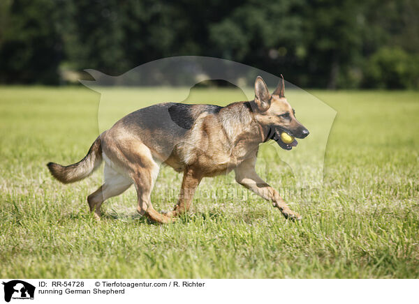 running German Shepherd / RR-54728
