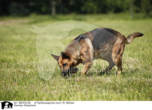 German Shepherd / RR-54729