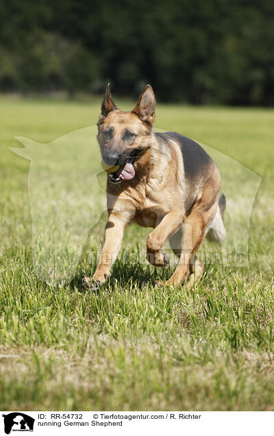 running German Shepherd / RR-54732