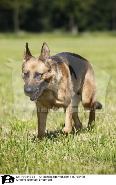 running German Shepherd / RR-54733
