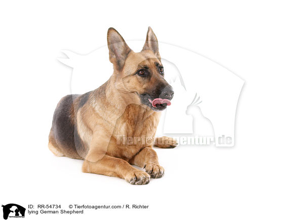 lying German Shepherd / RR-54734