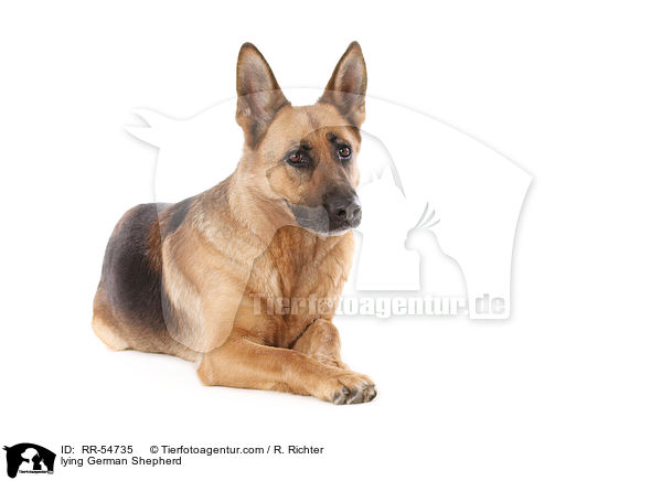 lying German Shepherd / RR-54735
