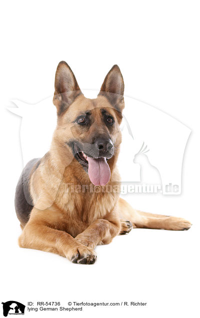 lying German Shepherd / RR-54736