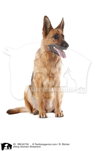 sitting German Shepherd / RR-54738