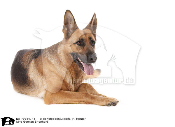 lying German Shepherd / RR-54741