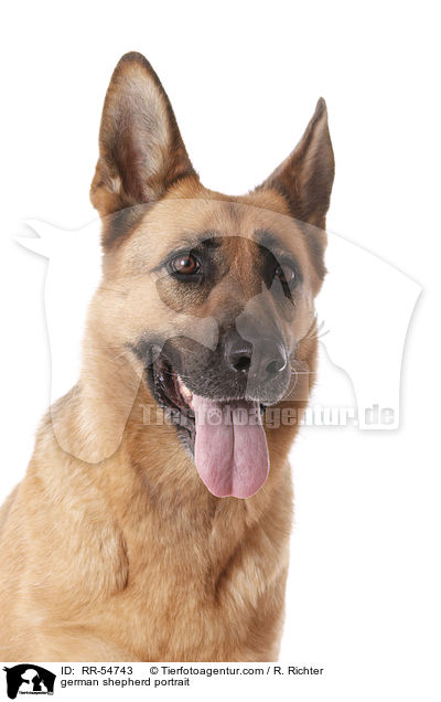 german shepherd portrait / RR-54743