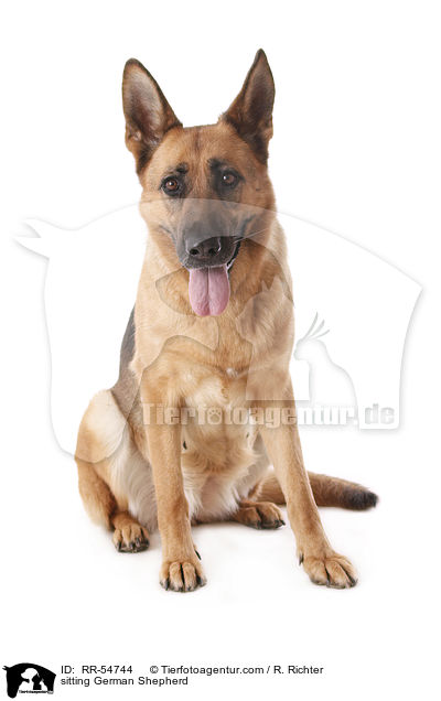 sitting German Shepherd / RR-54744