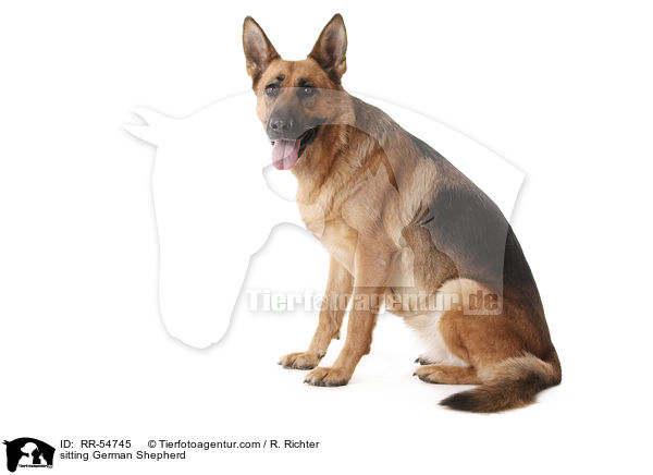 sitting German Shepherd / RR-54745