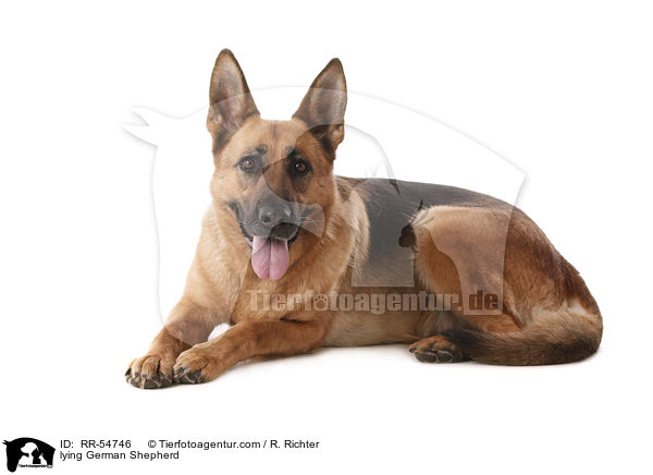lying German Shepherd / RR-54746