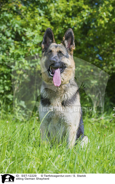 sitting German Shepherd / SST-12229