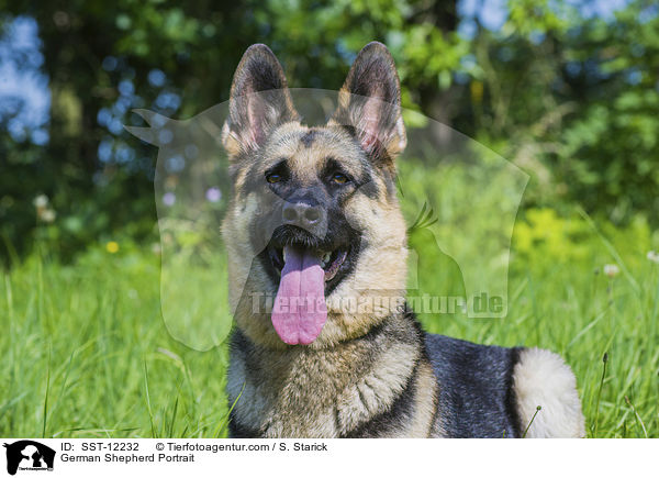 German Shepherd Portrait / SST-12232