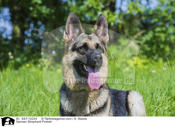 German Shepherd Portrait / SST-12234