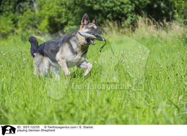 playing German Shepherd / SST-12235