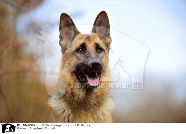 German Shepherd Portrait / NN-03878
