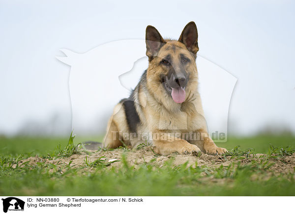 lying German Shepherd / NN-03880