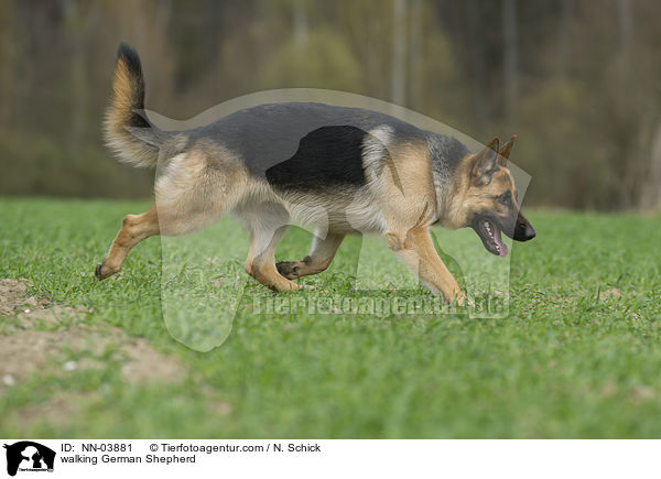walking German Shepherd / NN-03881