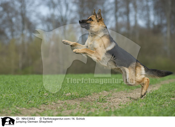 jumping German Shepherd / NN-03882