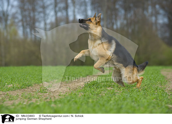 jumping German Shepherd / NN-03883