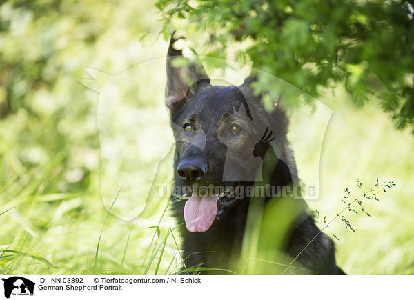 German Shepherd Portrait / NN-03892