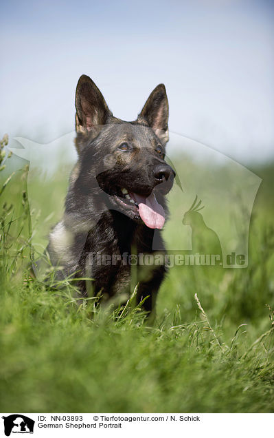 German Shepherd Portrait / NN-03893