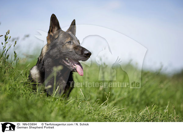 German Shepherd Portrait / NN-03894