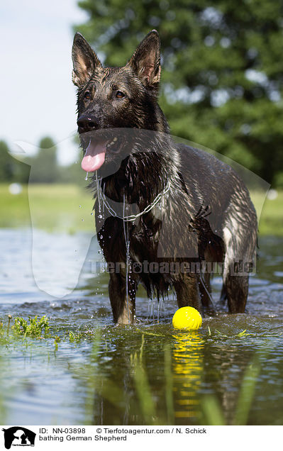 bathing German Shepherd / NN-03898