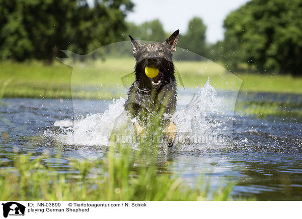 playing German Shepherd / NN-03899