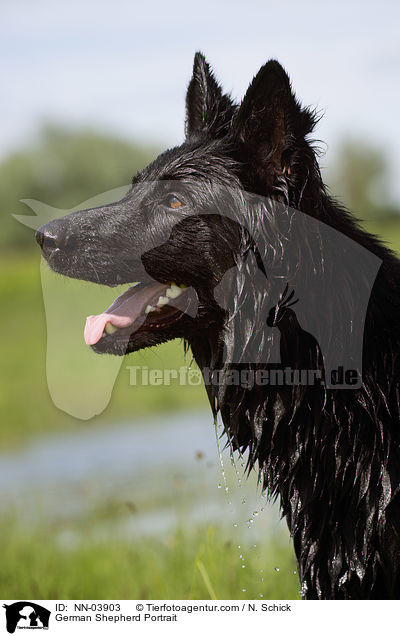 German Shepherd Portrait / NN-03903