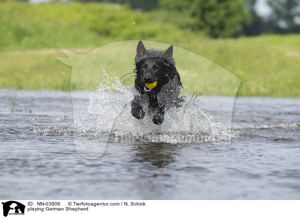 playing German Shepherd / NN-03906