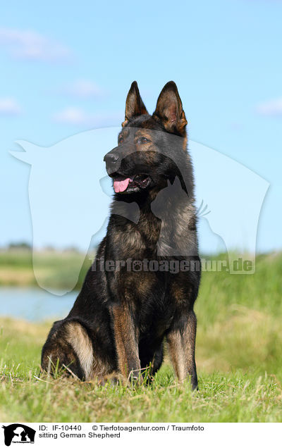 sitting German Shepherd / IF-10440