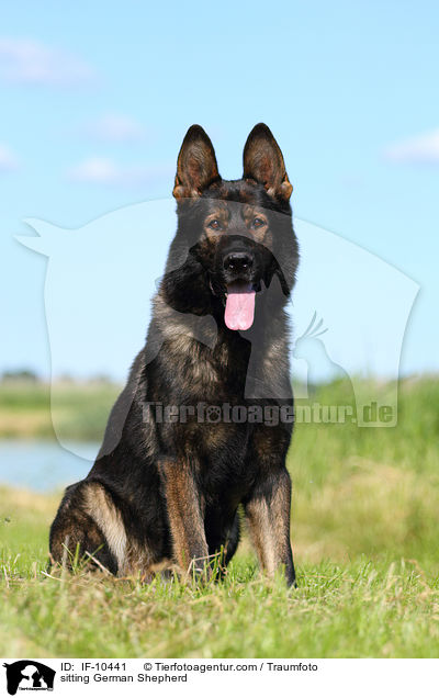 sitting German Shepherd / IF-10441