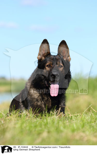 lying German Shepherd / IF-10442