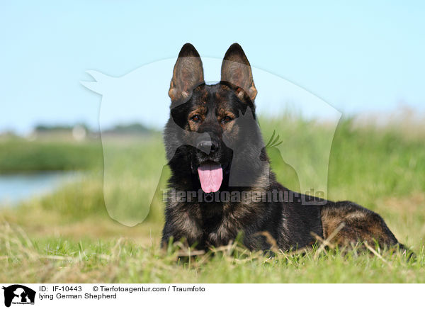 lying German Shepherd / IF-10443