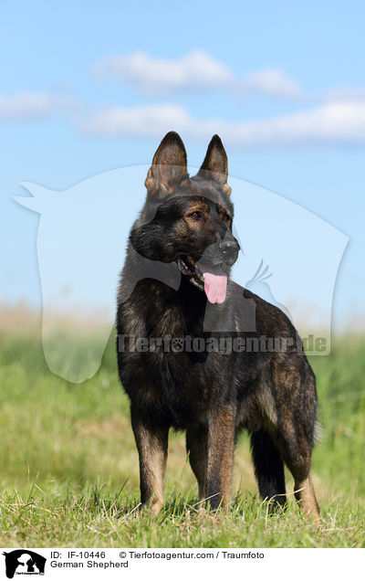 German Shepherd / IF-10446